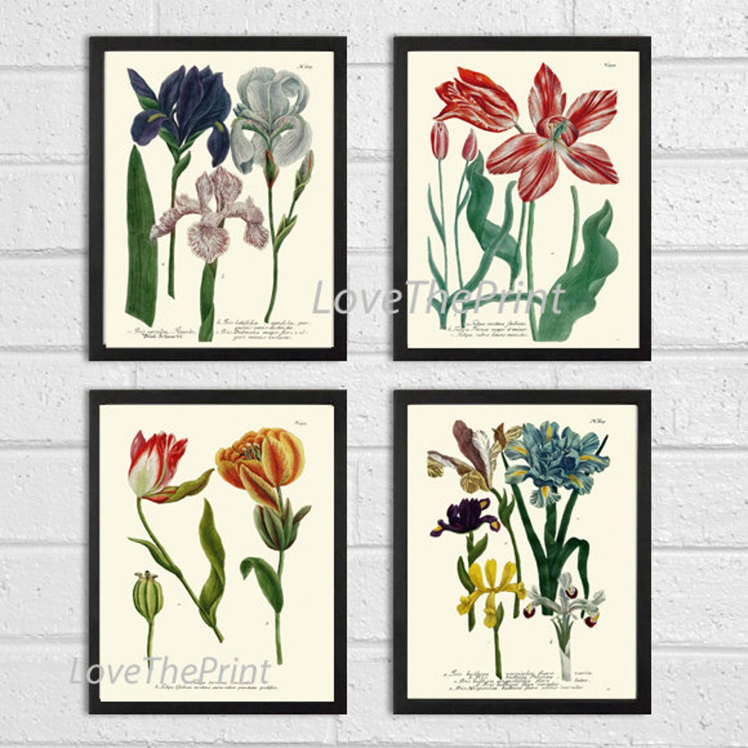 Iris and Tulip Botanical Print Set of 4 Prints Beautiful Antique Wall ...