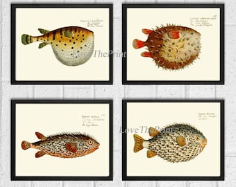 May include: Set of four vintage illustrations of pufferfish. Each illustration features a different species of pufferfish with detailed markings and colours. The illustrations are printed on cream-coloured paper with black text labels.