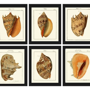 Seashells Prints Wall Art Set of 6 Beautiful Antique Vintage Sea Shell Ocean Coastal Marine Beach Conchology House Home Decor to Frame MART