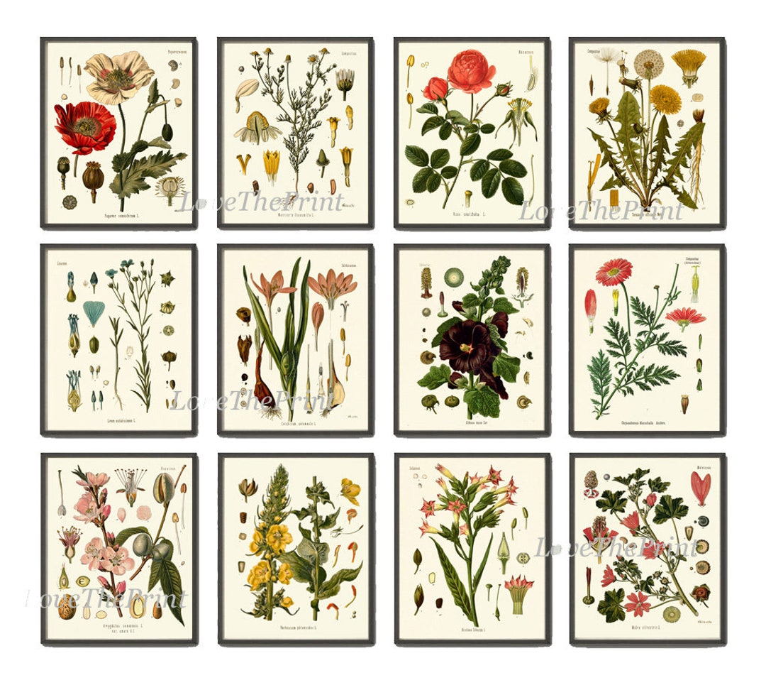 Botanical Wall Art Set of 12 Prints Beautiful Antique Vintage Red Poppy ...