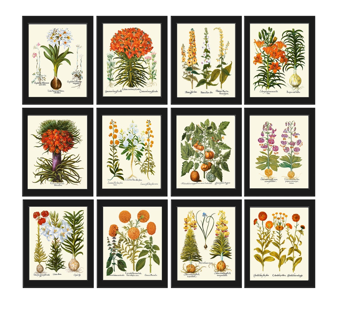 Botanical Print Set of 12 Wall Art Antique Vintage Garden Flowers Large ...