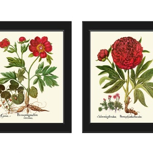 Rode Pioenroos Botanische Prints Wall Art Set van 2 Prachtige Antieke Vintage Crimson Bright Red Flowers Chart Poster Home Room Decor om BESL in te lijsten