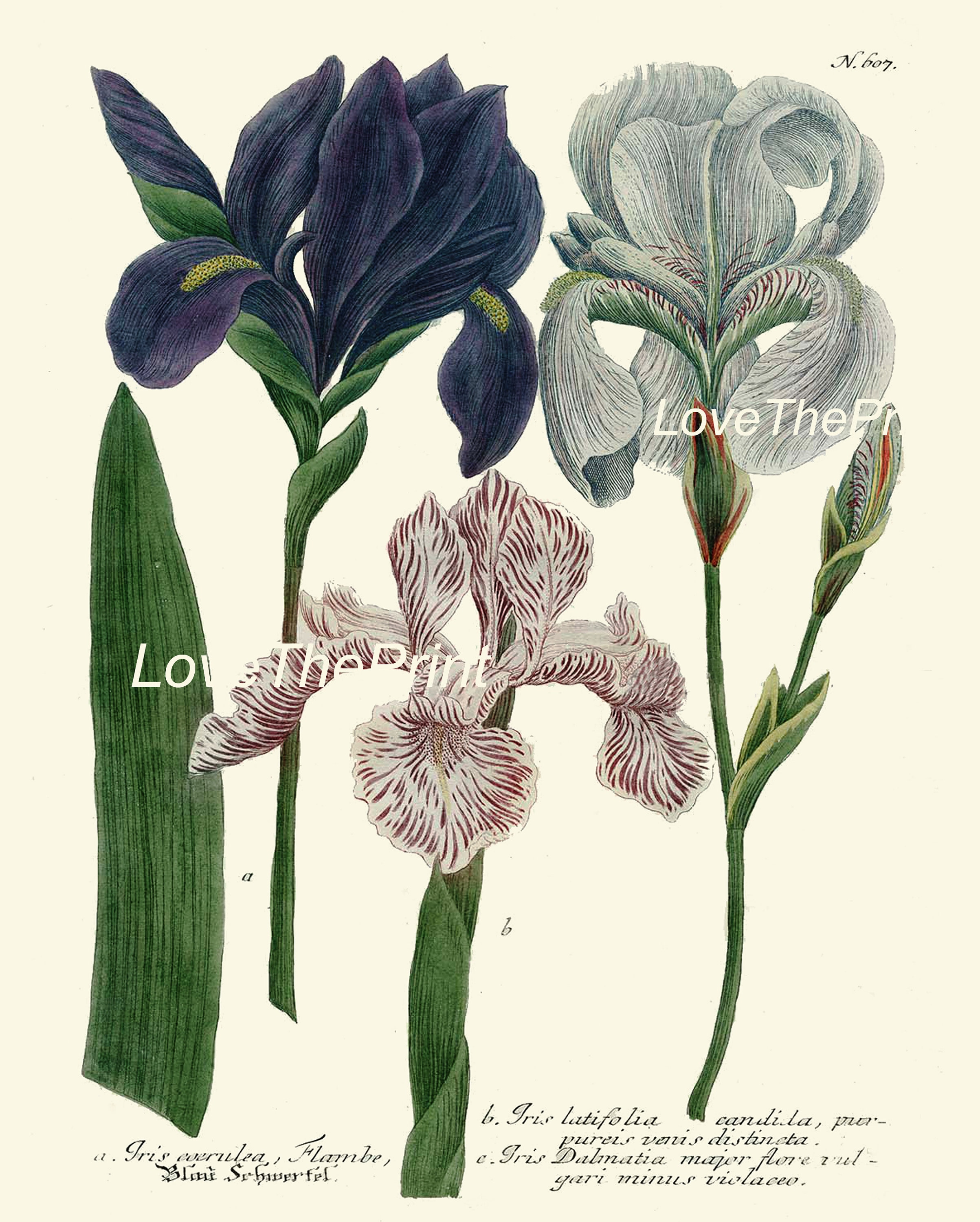 Iris and Tulip Botanical Print Set of 4 Prints Beautiful Antique Wall ...