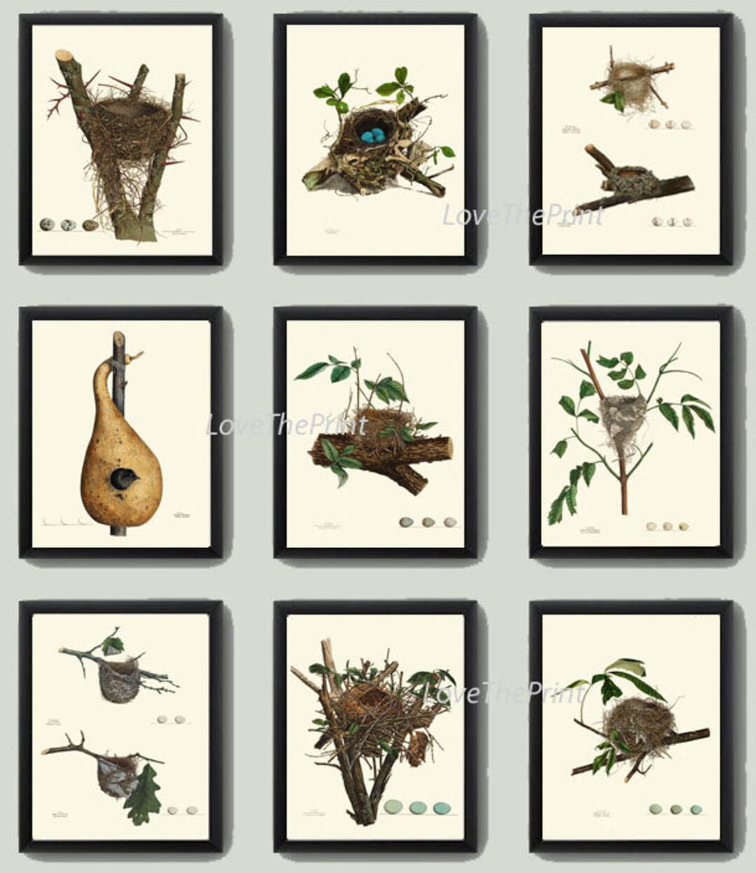 Vintage Bird Nest Eggs Prints Wall Art Set of 9 Beautiful Antique ...