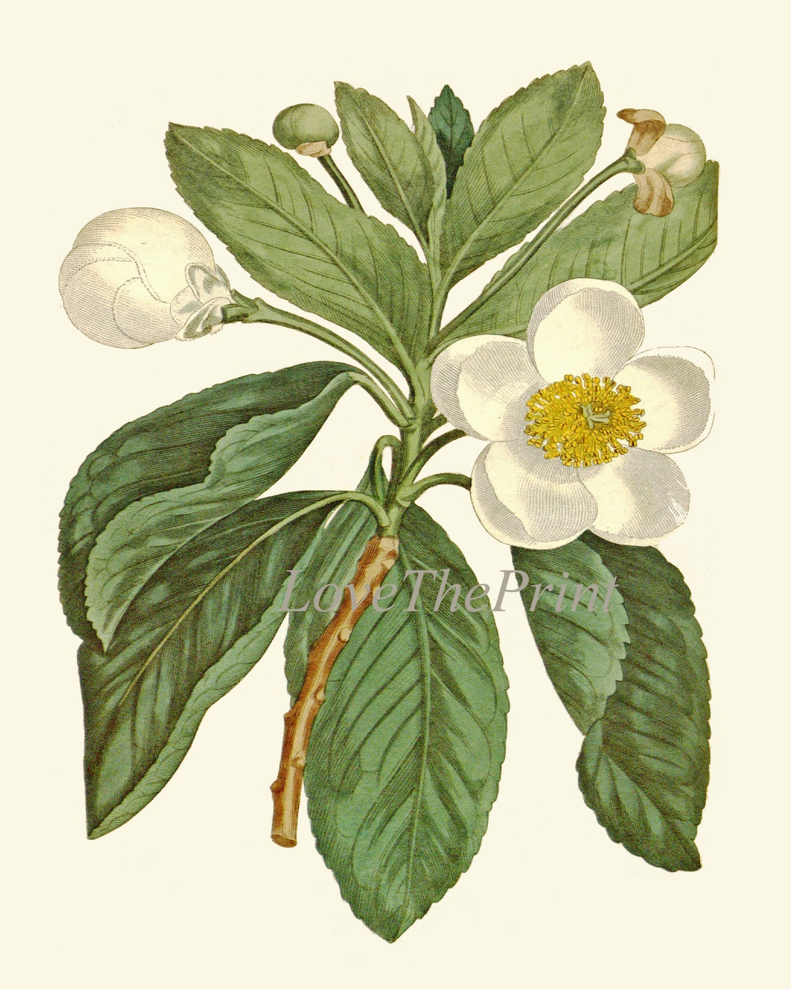 White Flowers Botanical Prints Wall Art Set of 4 Beautiful Antique ...