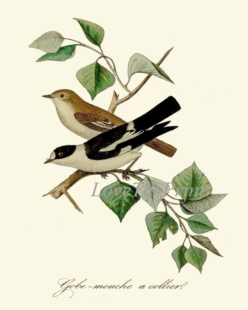 Vintage Bird Wall Art Gallery Set of 16 Prints Beautiful Antique Nest ...