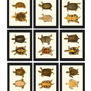 Schildpad kunst aan de muur wordt afgedrukt set van 9 prachtige antieke vintage schildpad grafiek wetenschap natuur zoölogie illustratie kantoor speelkamer Home decor TNE