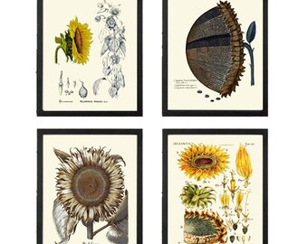 Girasol Decoración Arte de pared Juego de impresión de 4 hermosas flores antiguas vintage flores amarillas Ilustración Imagen Pintura Decoración del hogar para enmarcar SUN