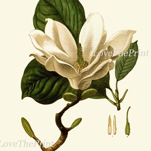 White Magnolia Botanical Prints Wall Decor Art Set of 6 Beautiful ...