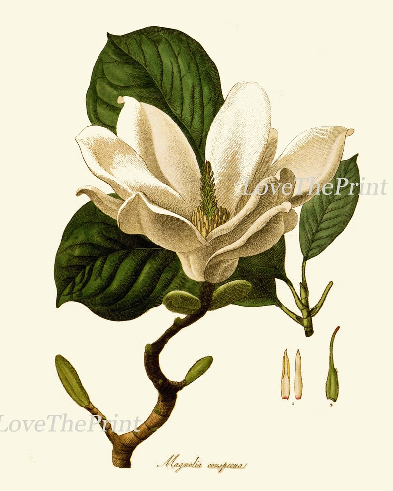 White Magnolia Botanical Prints Wall Decor Art Set of 6 - Etsy