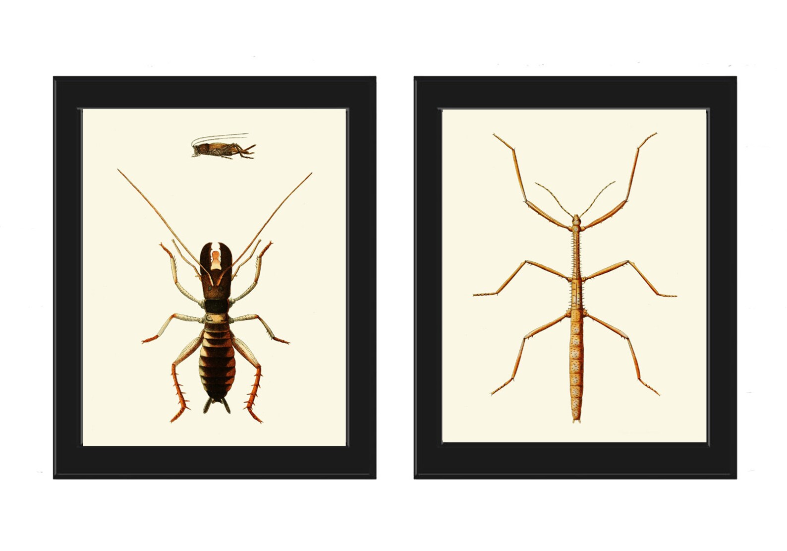 Walking Stick Insect Wall Art Print Set of 2 Vintage Antique Beetle Bug ...