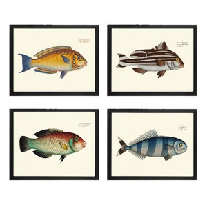 Tropical Ocean Fish Wall Art Set of 4 Prints Beautiful Antique Vintage Colorful Reef Nature Beach Coastal Marine Home Decor to Frame BL