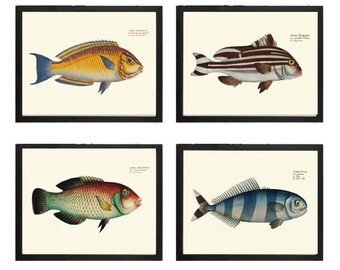 Tropical Ocean Fish Wall Art Set of 4 Prints Beautiful Antique Vintage Colorful Reef Nature Beach Coastal Marine Home Decor to Frame BL