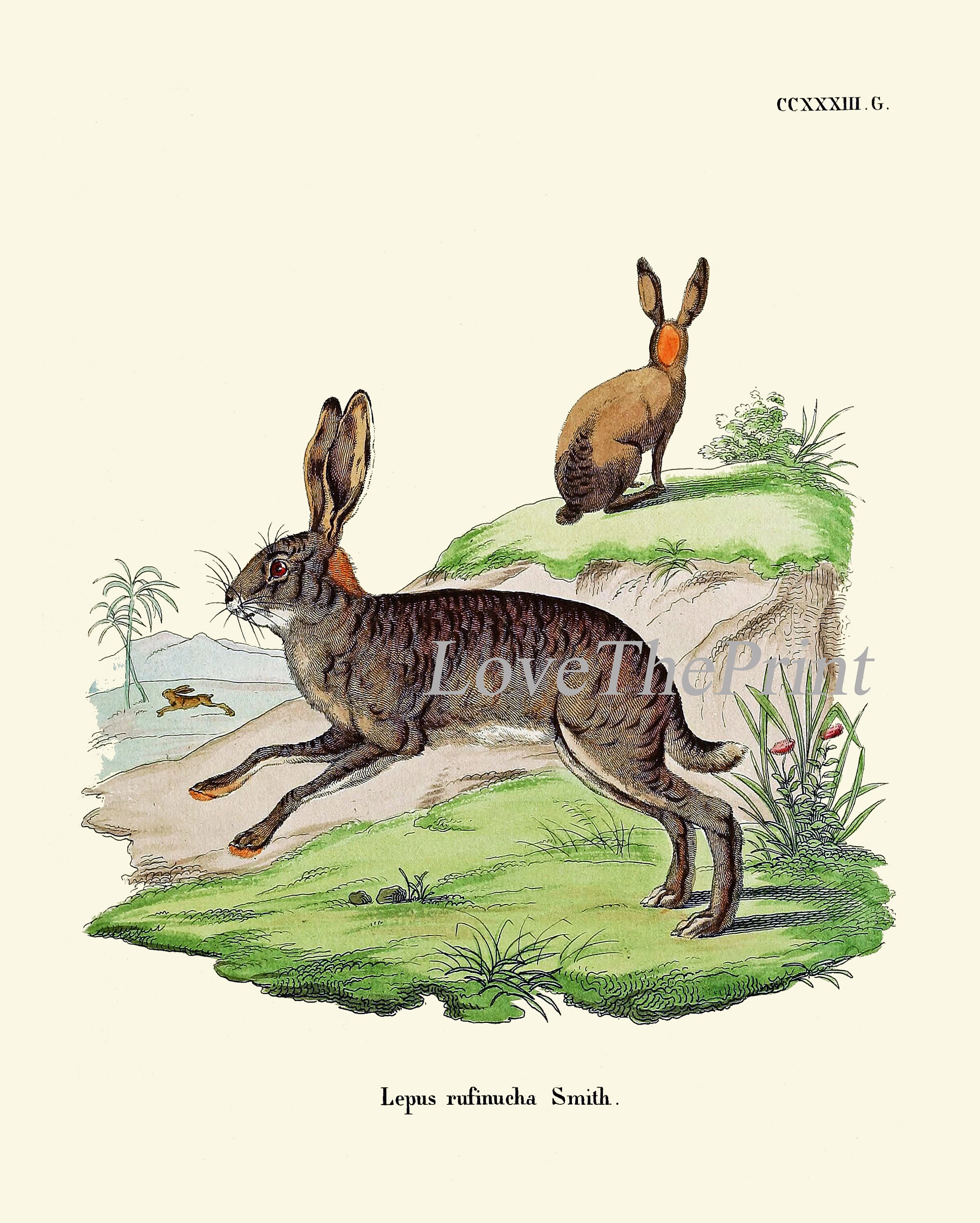 Bunny Wall Art Print Set of 4 Beautiful Antique Vintage Rabbit Farm ...