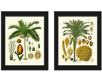 Palm Tree Print Tropical Botanical Wall Art Set of 2 Beautiful Antique Vintage Beach Home Room Decor Illustration Picture to Frame KOH