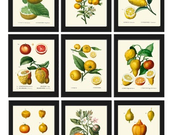 May include: A vintage botanical illustration set of nine prints featuring various citrus fruits, including lemons, limes, oranges, and grapefruits. The illustrations are in a detailed, realistic style with vibrant colors and intricate details.