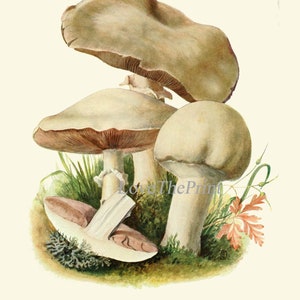 May include: A watercolour painting of three mushrooms with brown caps and white stems. The mushrooms are growing in a bed of green grass and moss. The text "Schaf-Champignon, Psalliota arvensis. Essbar." is written below the mushrooms.