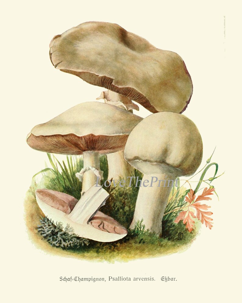 May include: A watercolour painting of three mushrooms with brown caps and white stems. The mushrooms are growing in a bed of green grass and moss. The text "Schaf-Champignon, Psalliota arvensis. Essbar." is written below the mushrooms.