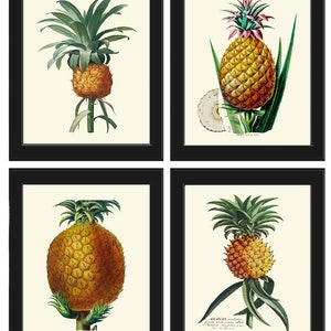 Pineapple Print Tropical Fruit Botanical Wall Art Set 4 Beautiful Antique Fruit Kitchen Dining Room Tropical Garden Home Decor to Frame PINA