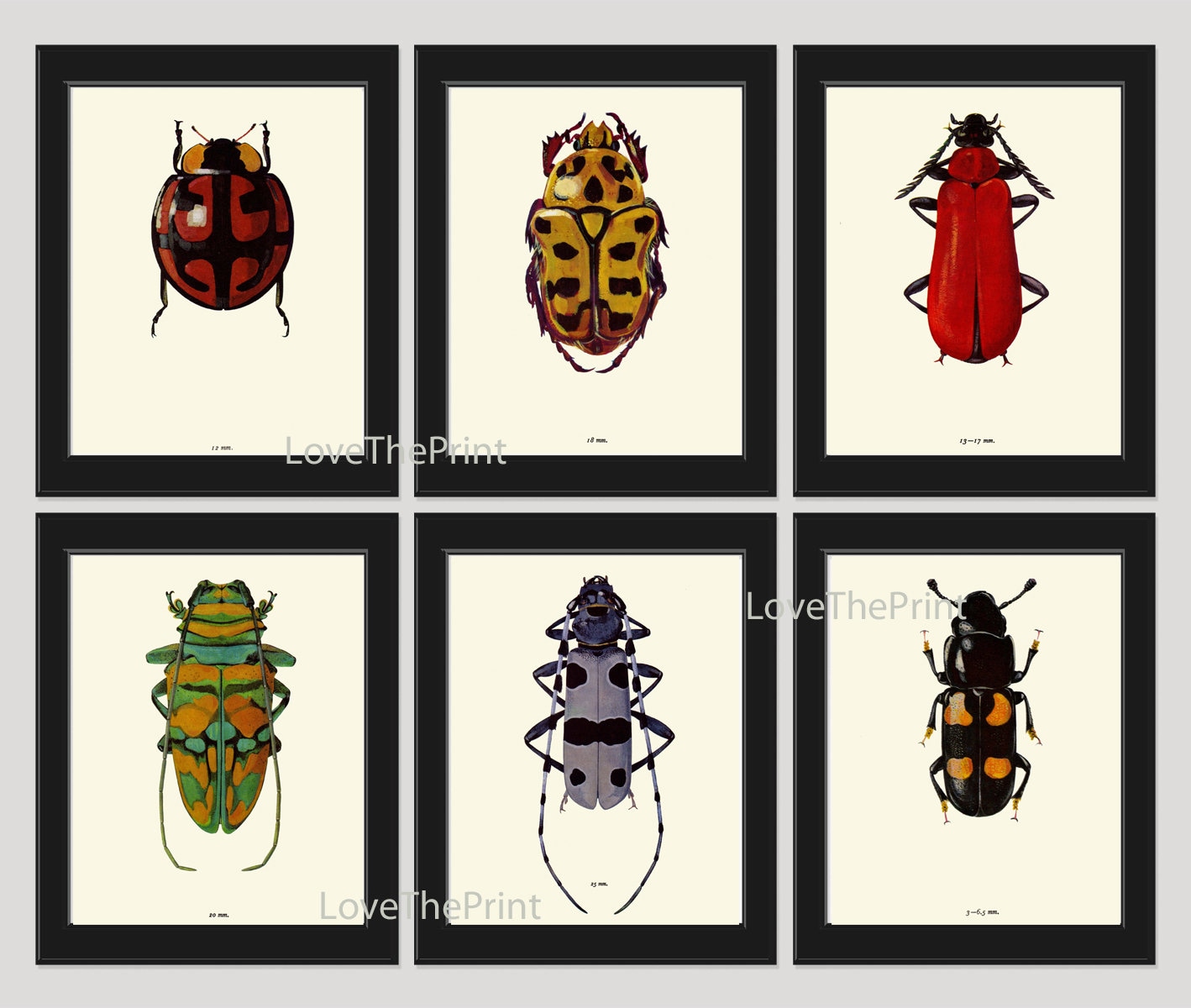 Colorful Ladybug Beetle Wall Art Set of 6 Prints Beautiful Antique ...