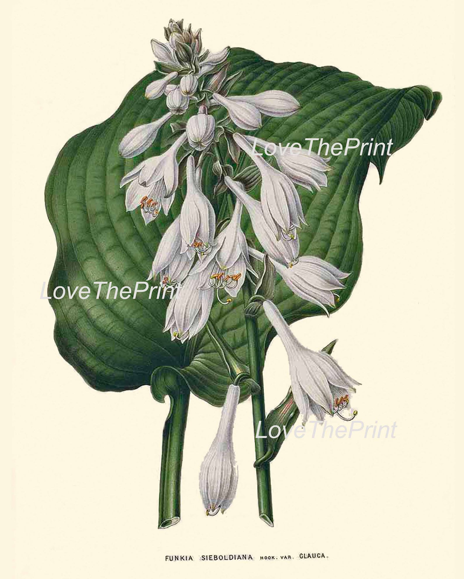 White Flowers Botanical Wall Art Set of 6 Prints Beautiful Vintage ...