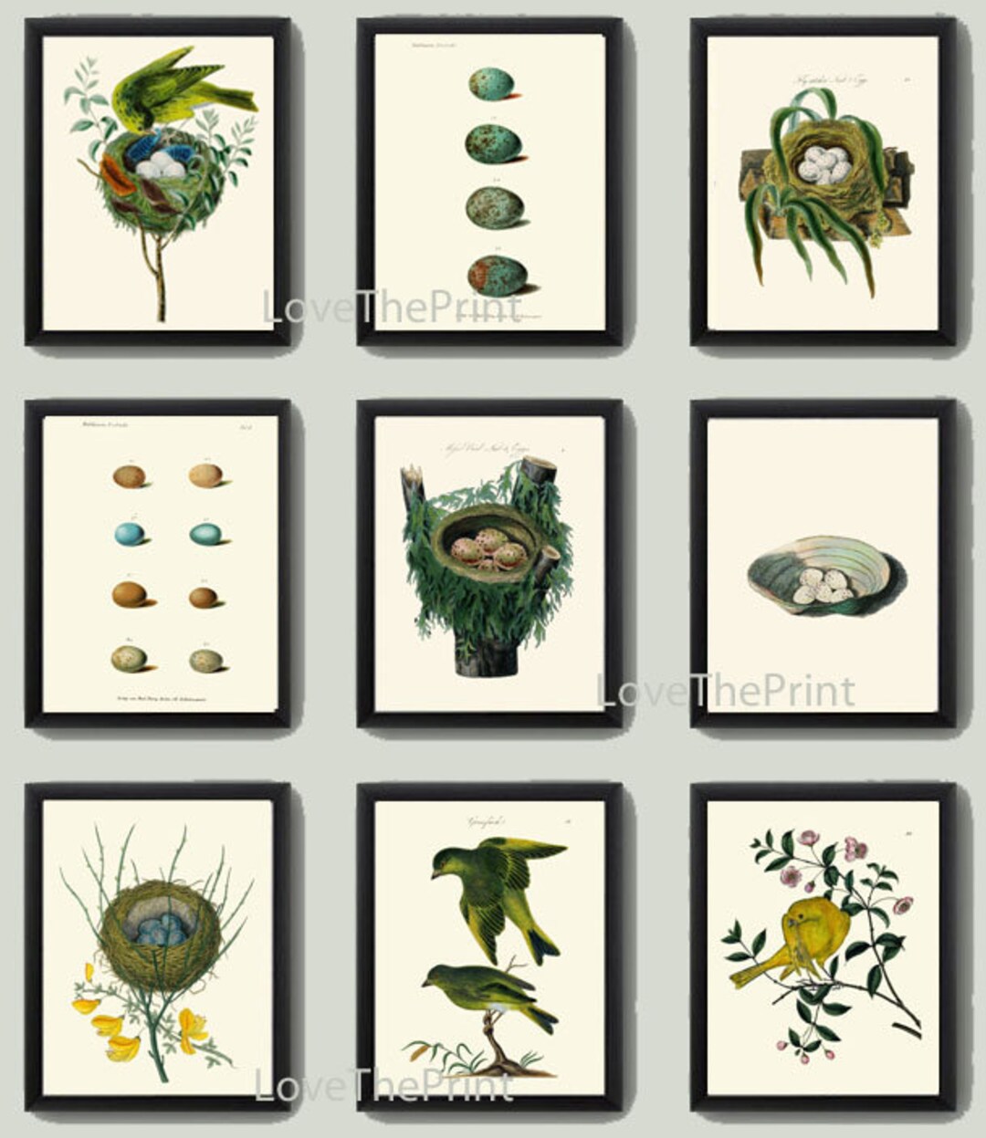 Vintage Bird Nest Eggs Prints Wall Art Set of 9 Beautiful Antique ...