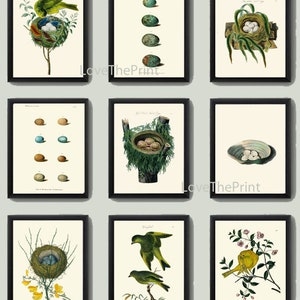 Vintage Bird Nest Eggs Prints Wall Art Set of 9 Beautiful Antique Cottage Farmhouse Birds Illustration Book Plate Home Decor to Frame BJB