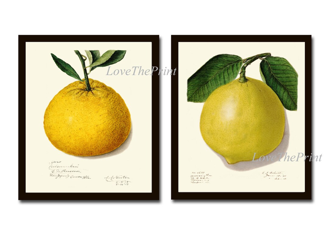 Orange Lemon Citrus Print Botanical Wall Art Set of 2 Beautiful Vintage ...