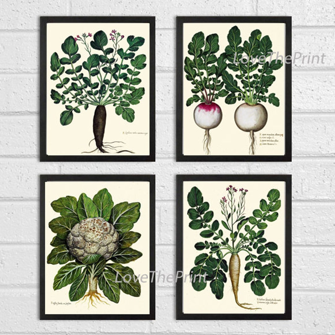 Vintage Vegetable Prints Wall Art Set of 4 Beautiful Antique Farmhouse
