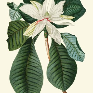 White Magnolia Botanical Prints Wall Decor Art Set of 6 Beautiful ...