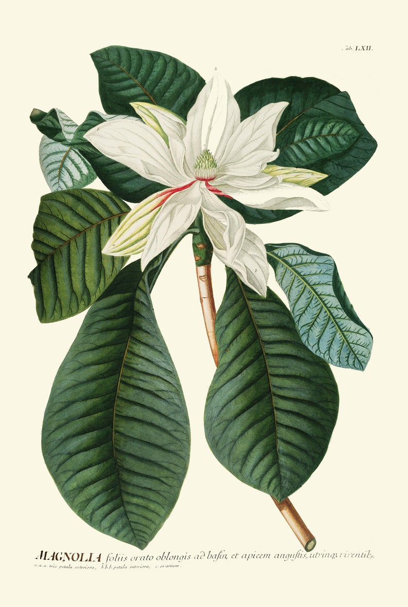 White Magnolia Botanical Prints Wall Decor Art Set of 6 Beautiful ...