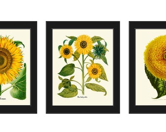 Sunflower Botanical Prints Wall Art Set of 3 Beautiful Large Flowers Yellow Colorful Floral Decor Decoration Home Room Decor to Frame SUN