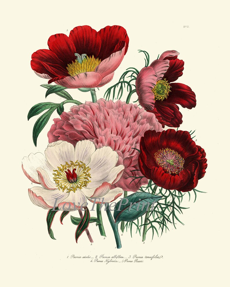Botanical Wall Art Set of 6 Prints Beautiful Vintage Antique Red White ...