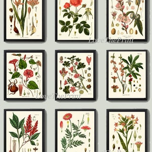 Botanical Wall Art Set of 9 Prints Beautiful Antique Vintage Red Pink Flowers Blooming Almond Roses Garden Home Room Decor to Frame KOH