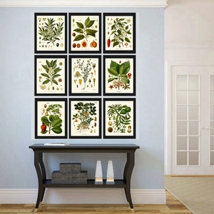 Herbs and Spices Print Set Botanical Wall Art of 9 Prints Beautiful ...