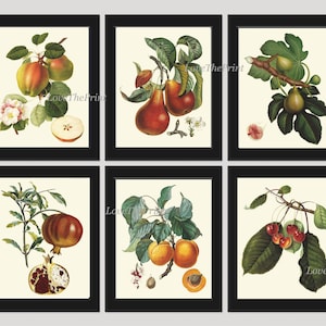 Fruit Tree Branches Prints Wall Art Set 6 Beautiful Botanical Vintage Antique Apple Pear Apricot Fig Pomegranate Cherries Decor to Frame LF