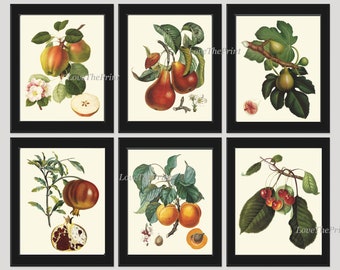 Fruit Tree Branches Prints Wall Art Set 6 Beautiful Botanical Vintage Antique Apple Pear Apricot Fig Pomegranate Cherries Decor to Frame LF