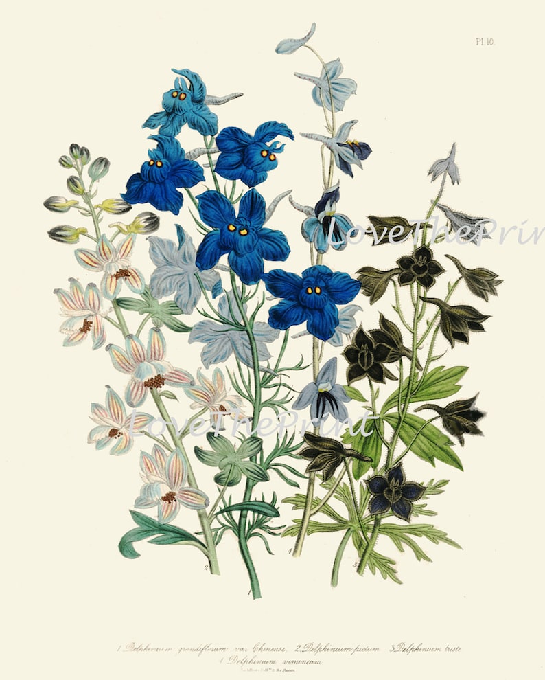 Blue Flowers Botanical Wall Art Set of 6 Prints Beautiful Vintage ...