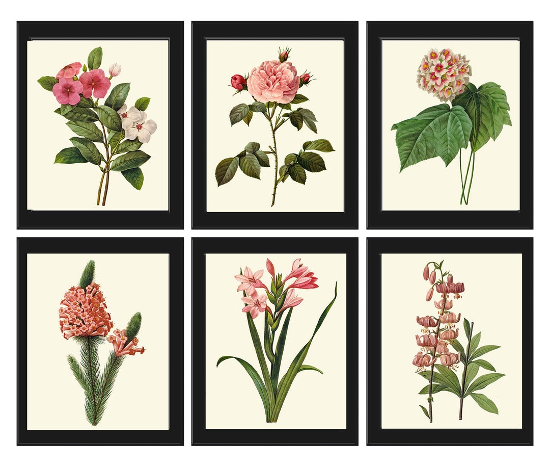 Pink Flowers Botanical Wall Art Set of 6 Prints Beautiful Antique ...