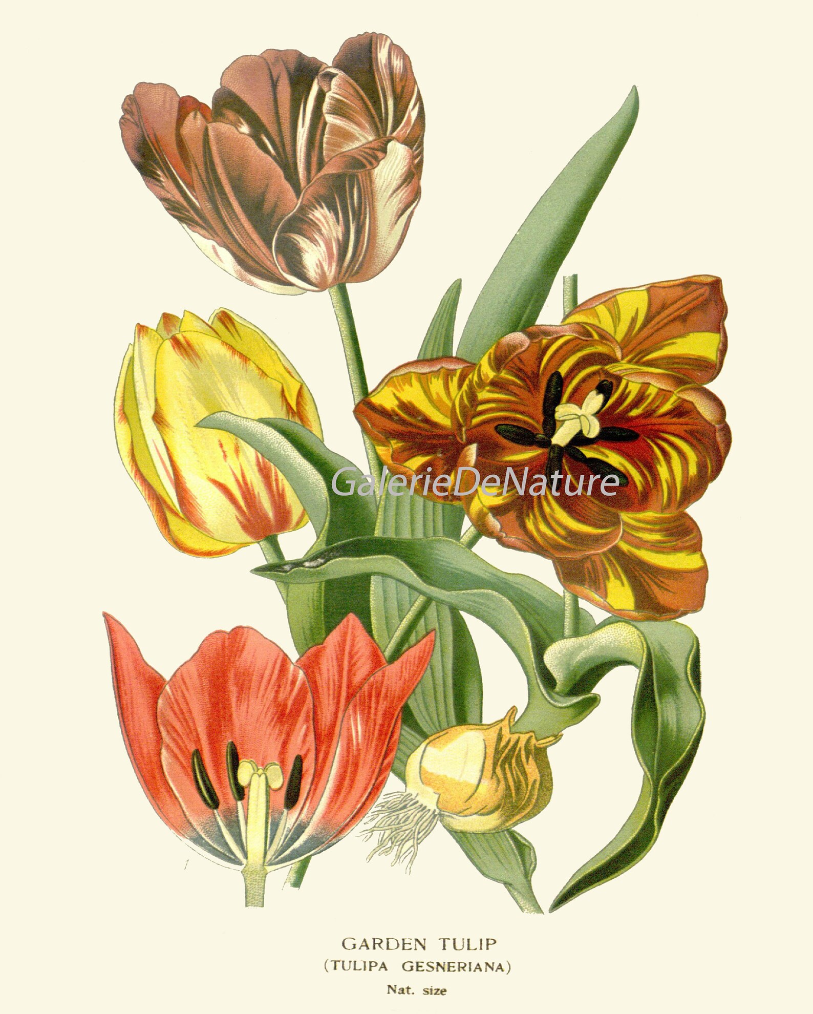 Botanical Prints Wall Decor Art Set of 6 Beautiful Vintage Antique ...