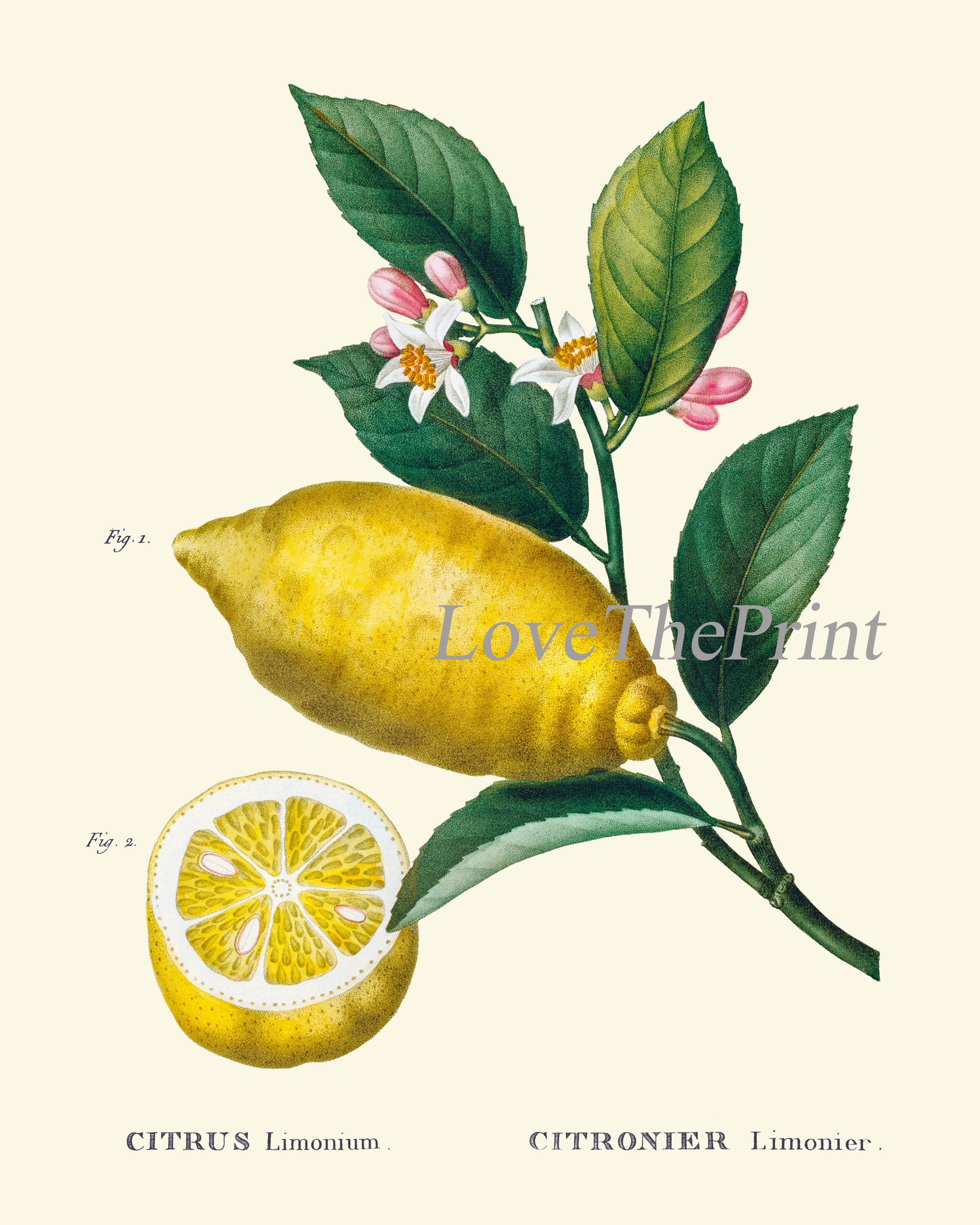 Citrus Fruit Lemon Orange Wall Decor Prints Art Set 6 Beautiful