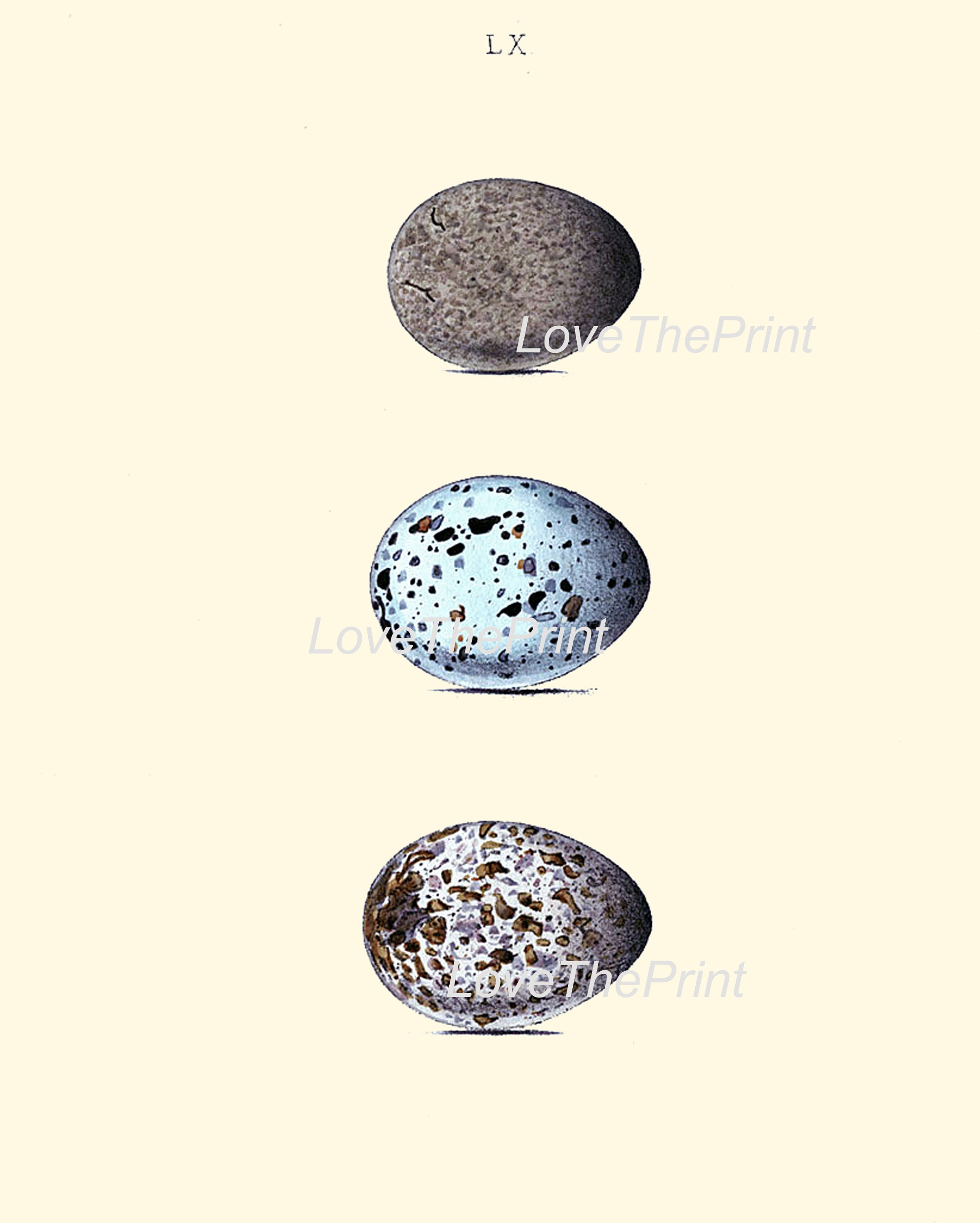 Vintage Bird Eggs Wall Art Print Set of 6 Beautiful Antique Etsy