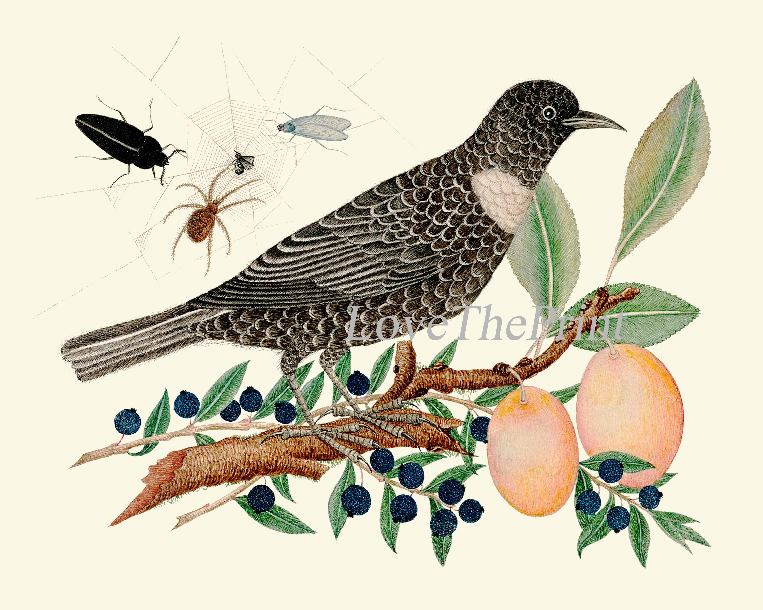 Bird Wall Decor Art Print Set of 6 Prints Antique Vintage Beautiful ...