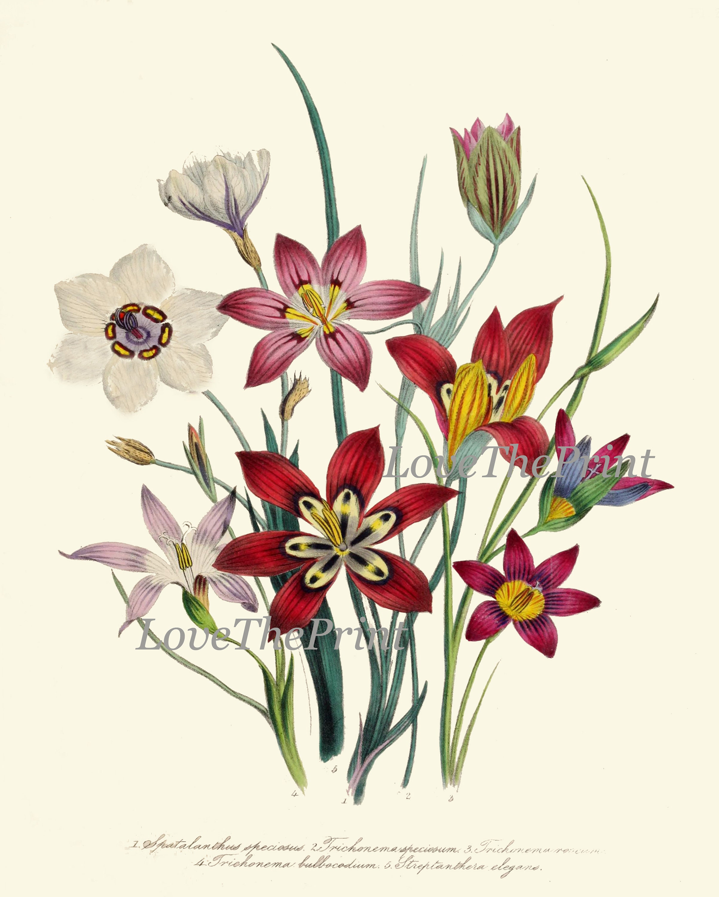 Wildflowers Botanical Wall Art Set of 9 Prints Beautiful Vintage ...