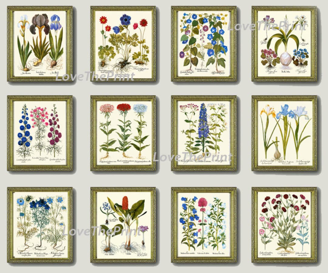 Botanical Wildflowers Prints Wall Art Set of 12 Beautiful Antique ...