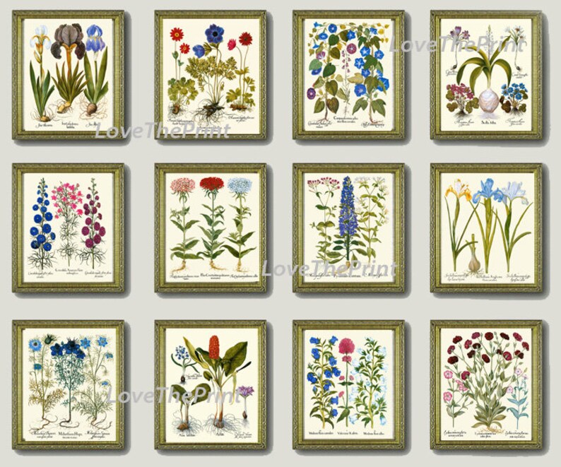Botanical Wildflowers Prints Wall Art Set of 12 Beautiful Antique ...