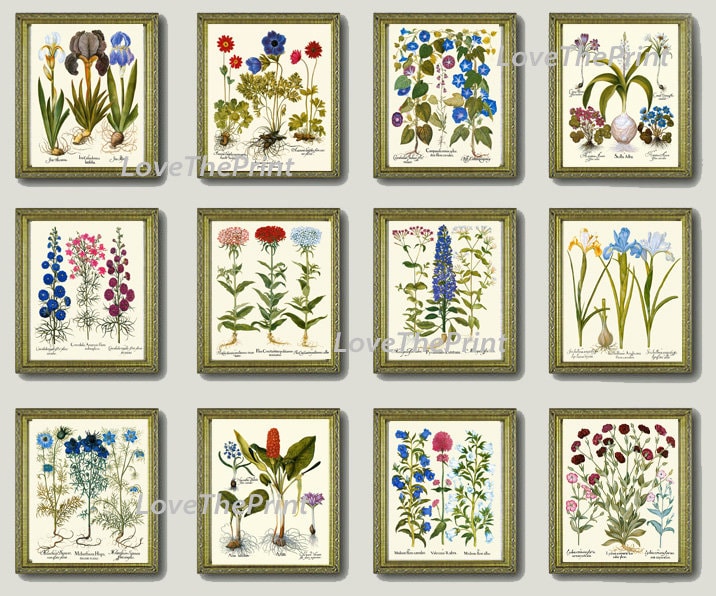 Botanical Wildflowers Prints Wall Art Set of 12 Beautiful Antique ...