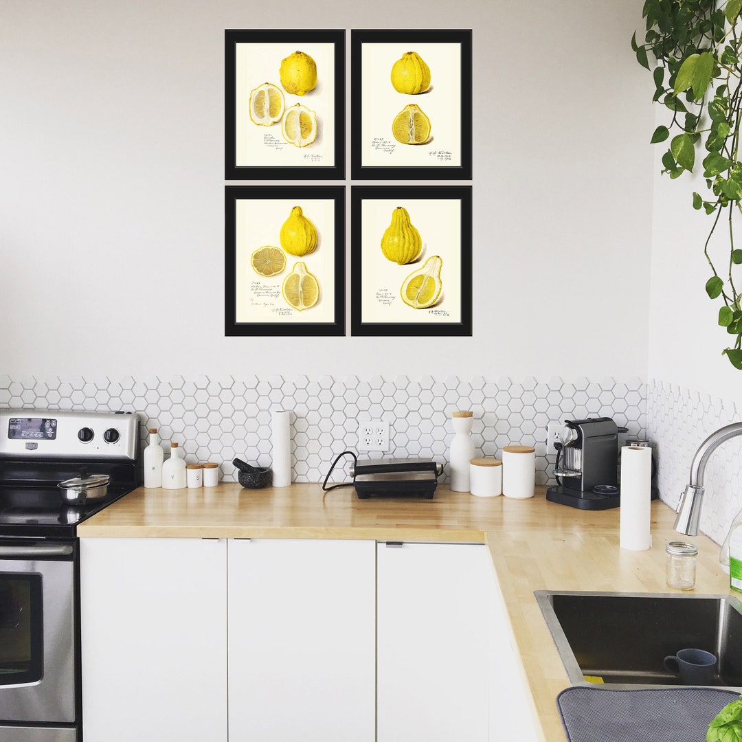 Lemon Fruit Botanical Prints Wall Decor Set of 4 Beautiful Antique ...