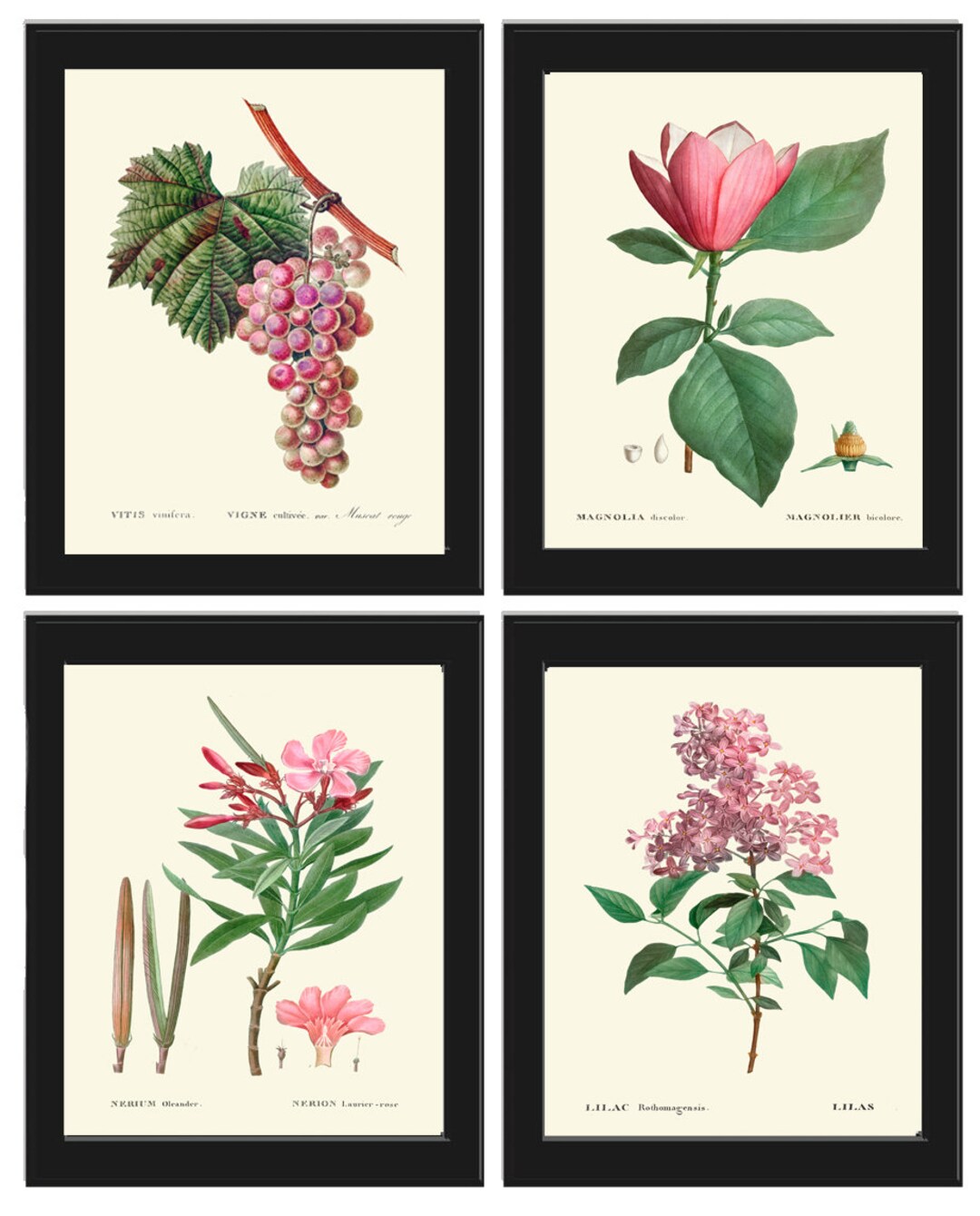 Botanical Wall Art Set of 4 Prints Beautiful Antique Vintage Pink ...
