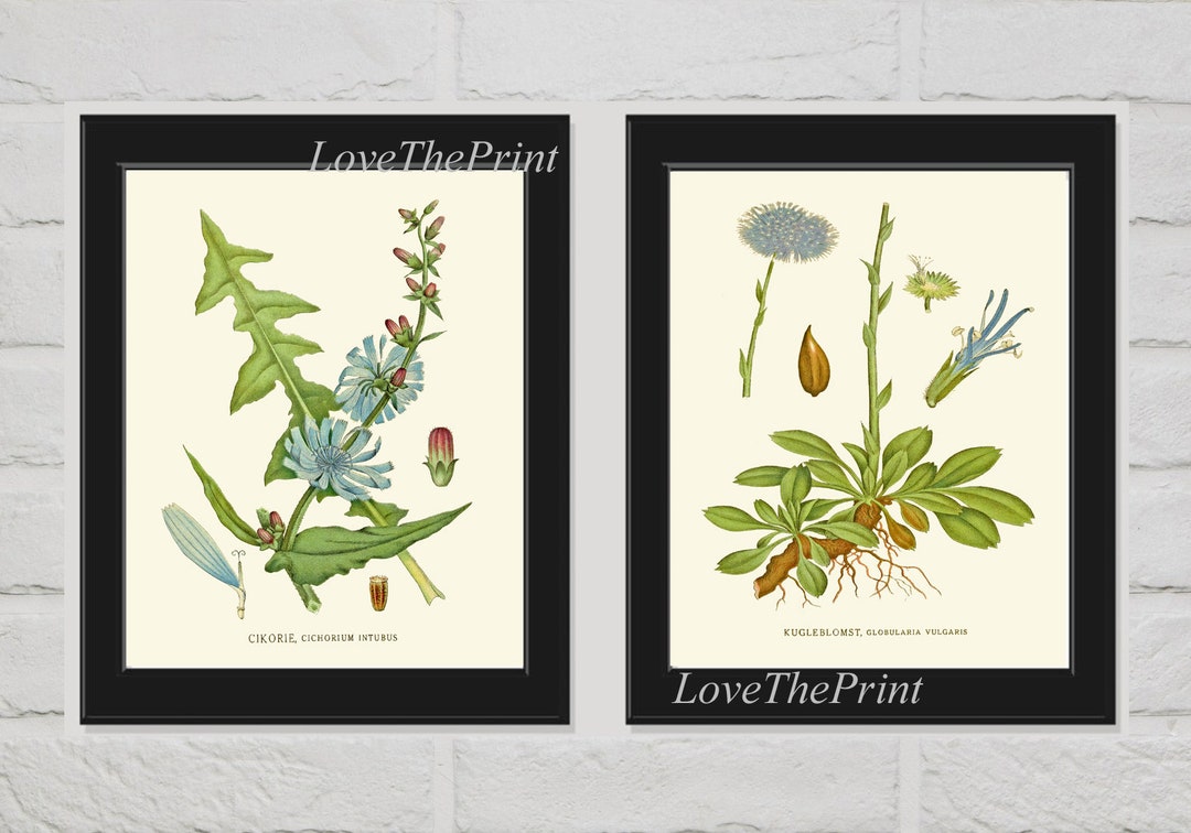 Blue Wildflowers Botanical Prints Wall Art Set of 2 Beautiful Antique ...